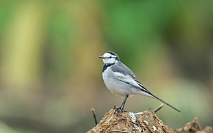 selective focus photography of White wagtail gray feathered bird perch on brown surface